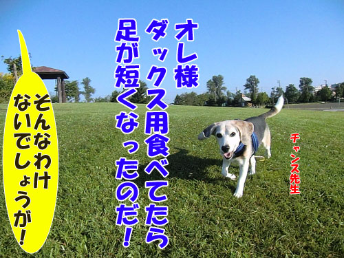 20141113-2kenshubetsu-dogfo