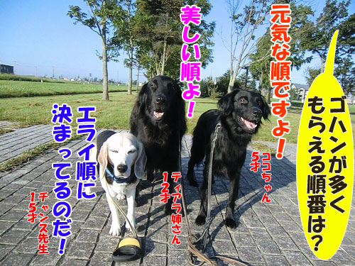 20141113kenshubetsu-dogfood