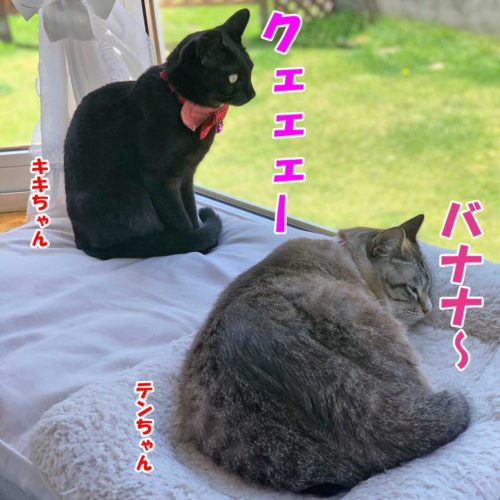 シャムミックスのテンちゃん・黒猫のキキちゃん