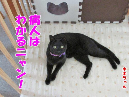 黒猫のキキちゃん