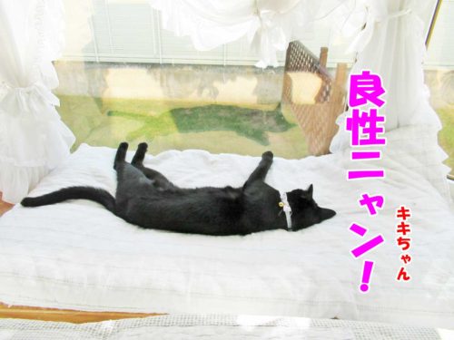 黒猫のキキちゃん