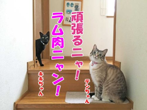 シャムミックスのテンちゃん・黒猫のキキちゃん