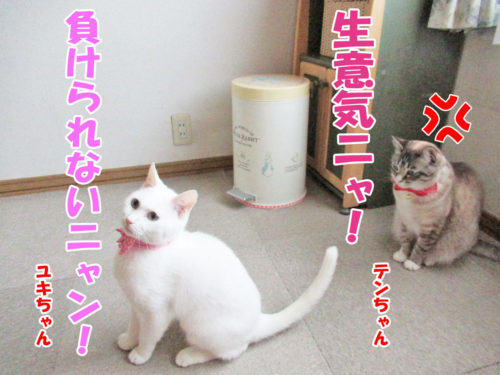 シャムミックスのテンちゃん・白猫ユキちゃん