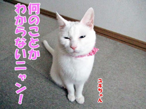 白猫ユキちゃん