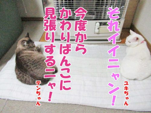 シャムミックスのテンちゃん・白猫ユキちゃん