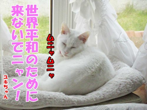 白猫ユキちゃん