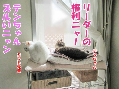 シャムミックスのテンちゃん・白猫ミントちゃん