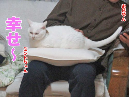 白猫ミントちゃん