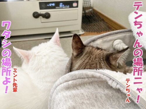 シャムミックスのテンちゃん・白猫ミント先輩