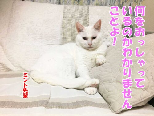白猫ミント先輩