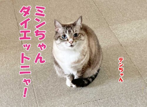 シャムミックスのテンちゃん