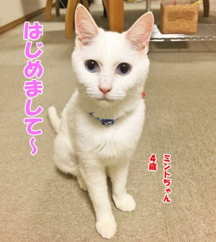 白猫ミント先輩