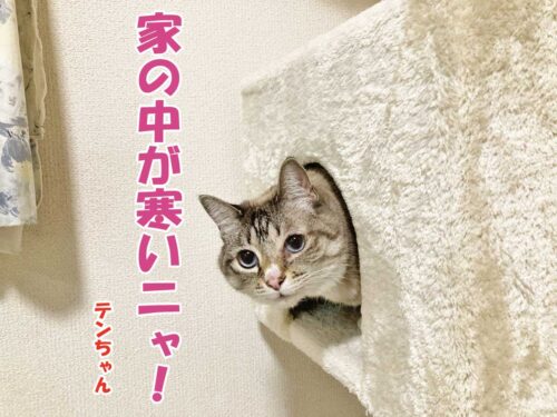 シャムミックスのテンちゃん