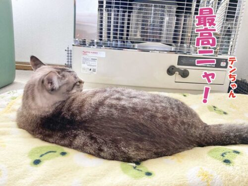 シャムミックスのテンちゃん