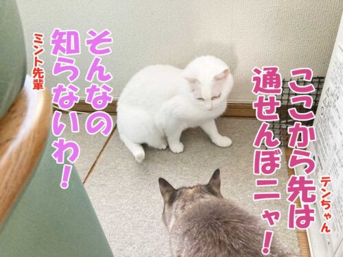 白猫ミント先輩/シャムミックスのテンちゃん