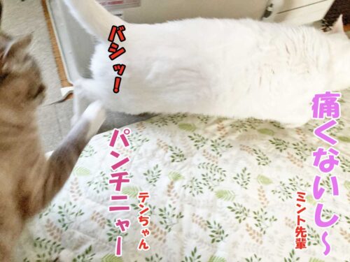 白猫ミント先輩/シャムミックスのテンちゃん