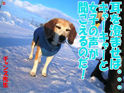チャンスとティアラ＋ココ-20120126-3.jpg