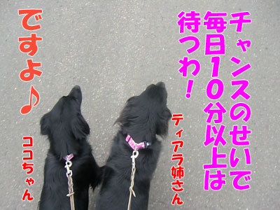 チャンスとティアラ＋ココ-20120409-5-400.jpg