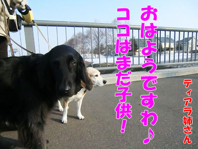 チャンスとティアラ＋ココ-20120412-5-400.jpg