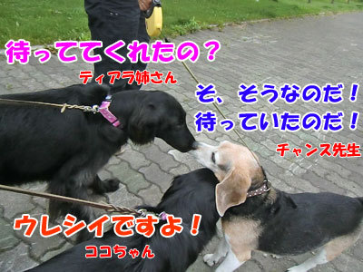 チャンスとティアラ＋ココ-20120727-4-400.jpg
