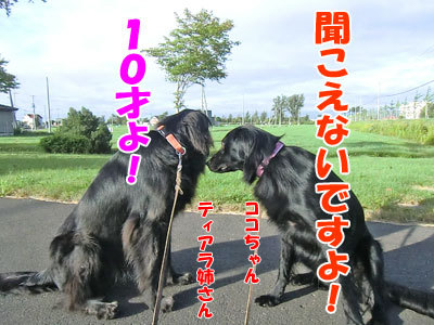 チャンスとティアラ＋ココ-20120905-3-400.jpg