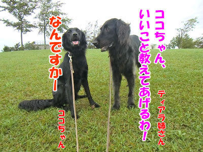 チャンスとティアラ＋ココ-20120912-1-400.jpg