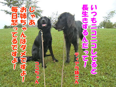 チャンスとティアラ＋ココ-20120912-2-400.jpg