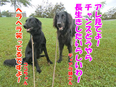 チャンスとティアラ＋ココ-20120912-4-400.jpg