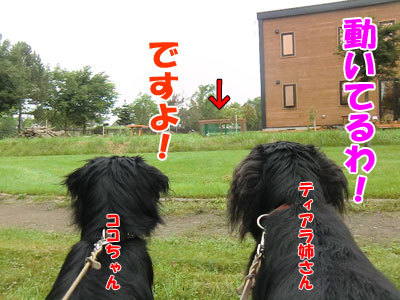 チャンスとティアラ＋ココ-20120917-1-400.jpg
